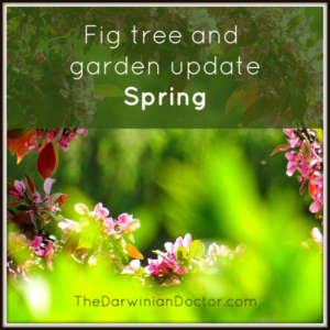 fig tree and garden update - spring