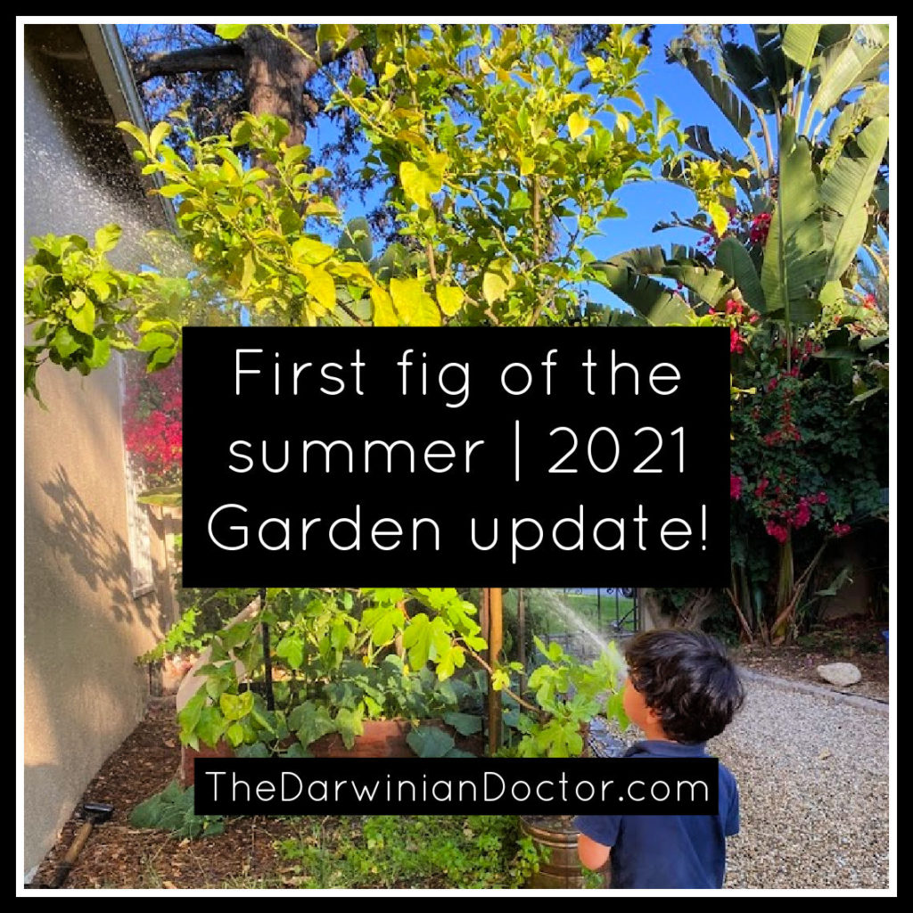 First fig of the summer | 2021.  TheDarwinianDoctor.com