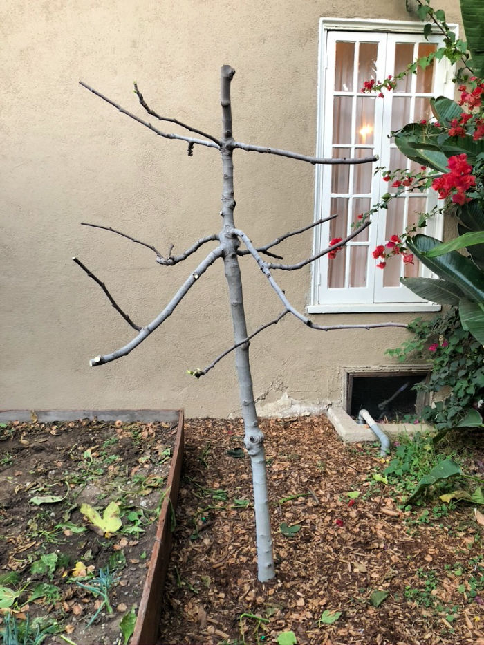 Fig tree after pruning
