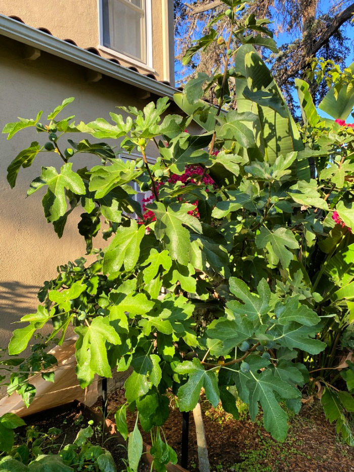 Fig tree after growth